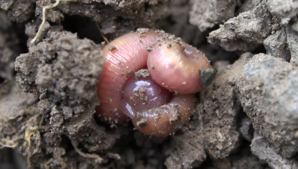 Earthworms mix organic matter into the soil. When it is winter or the soil is dry, the worms roll into a ball.