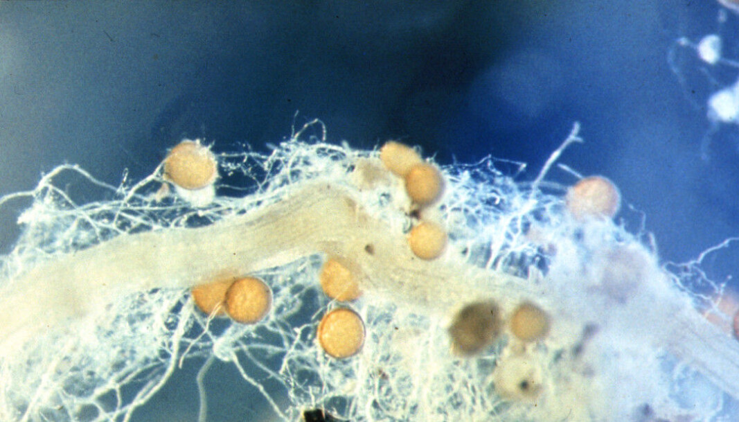 The clover root in the middle is surrounded by a network of thin fungal threads. The yellow balls are the mushroom spores. The clover root in the middle is surrounded by a network of thin fungal threads. The yellow balls are the mushroom spores.
