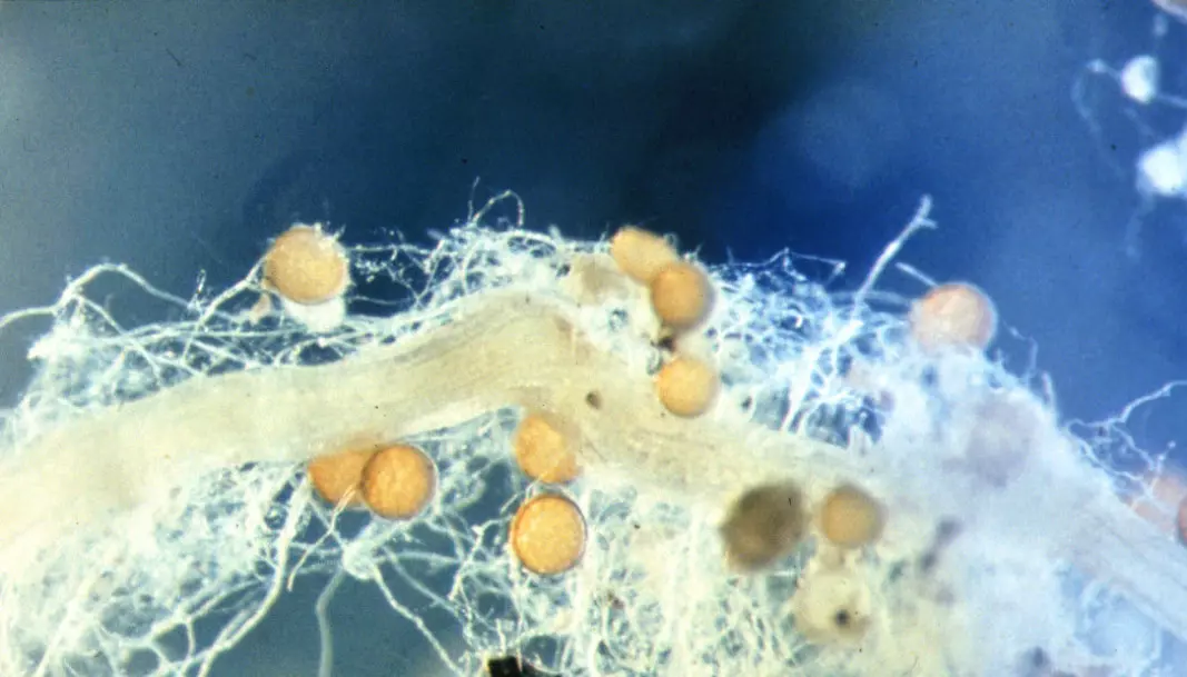 The clover root in the middle is surrounded by a network of thin fungal threads. The yellow balls are the mushroom spores.
