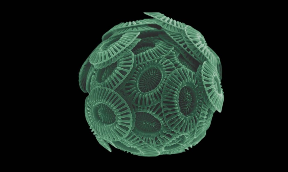 Seen through a microscope: Emiliania Huxleyi is around 5 micrometres, or 5 thousandths of a millimetre, long. By comparison, a strand of hair is around 75 micrometres thick.