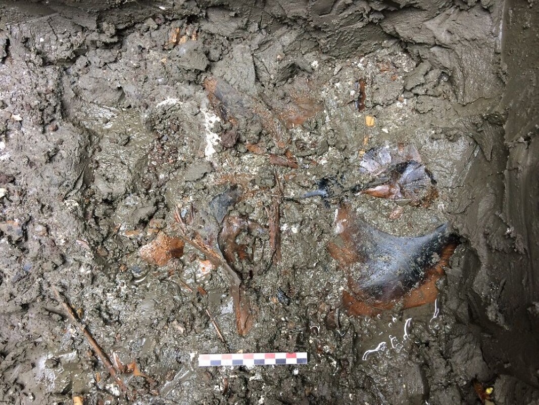 Bones lie tightly packed in clay in the "bone layer", about 125 centimetres below the field’s surface. Bones lie tightly packed in clay in the "bone layer", about 125 centimetres below the field’s surface.