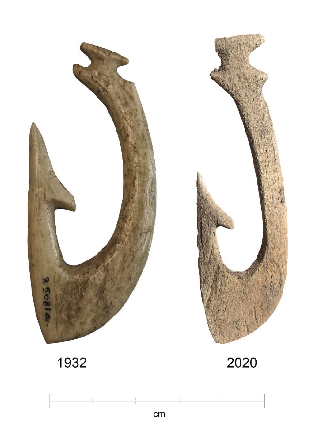 Extremely good conditions in the wetland have preserved the 5000-year-old bone implements very well. But after the wetland was drained, conditions changed. The fish hook found in 2020 is in much worse condition than the hook found in 1932. Extremely good conditions in the wetland have preserved the 5000-year-old bone implements very well. But after the wetland was drained, conditions changed. The fish hook found in 2020 is in much worse condition than the hook found in 1932.