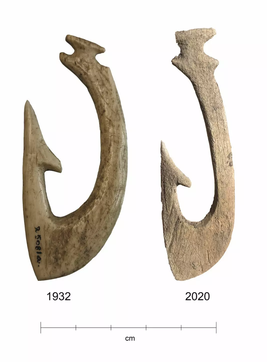 Extremely good conditions in the wetland have preserved the 5000-year-old bone implements very well. But after the wetland was drained, conditions changed. The fish hook found in 2020 is in much worse condition than the hook found in 1932.