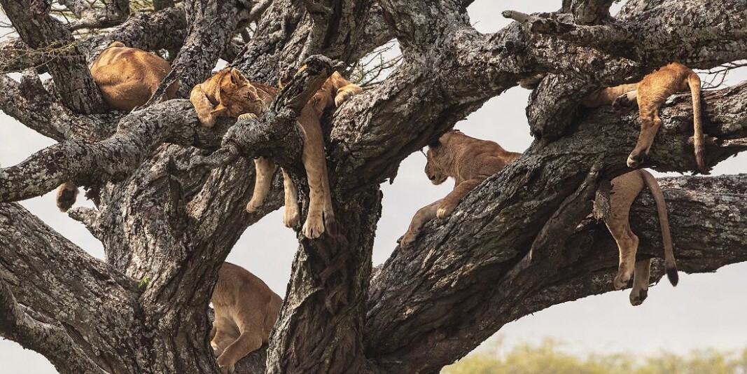 In 1950 there were a million lions living the wild. Today there are only between 20.000 and 30.000. If we are to save them, we need to know more about them. In 1950 there were a million lions living the wild. Today there are only between 20.000 and 30.000. If we are to save them, we need to know more about them.