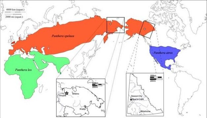 Historically the maximum prevalence of lion caves. (P. leo spelaea), the American lion (P. leo atrox) and todays lions P. leo leo. Historically the maximum prevalence of lion caves. (P. leo spelaea), the American lion (P. leo atrox) and todays lions P. leo leo.
