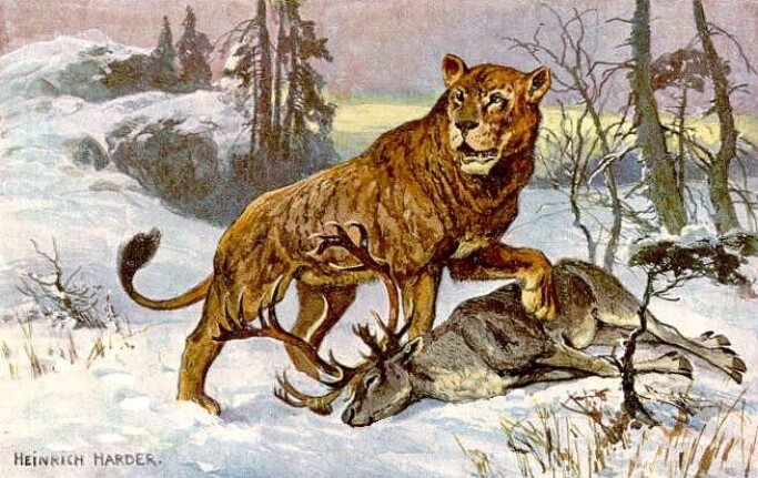 Artist Heinrich Harder’s rendition of a cave lion. Artist Heinrich Harder’s rendition of a cave lion.