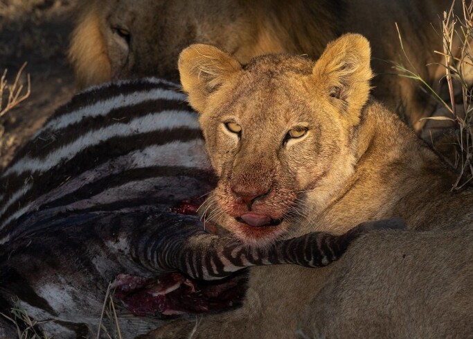 Today there are two main branches of lions. This one belongs to the southern branch. Today there are two main branches of lions. This one belongs to the southern branch.