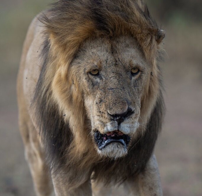 The lion has been a symbol of power for at least 6000 years. But now they need help. The lion has been a symbol of power for at least 6000 years. But now they need help.