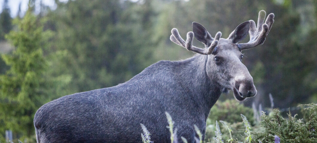 Moose lower body temperature and heart rate in winter