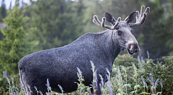 Moose lower body temperature and heart rate in winter