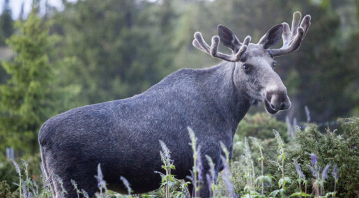 Moose lower body temperature and heart rate in winter Moose lower body temperature and heart rate in winter