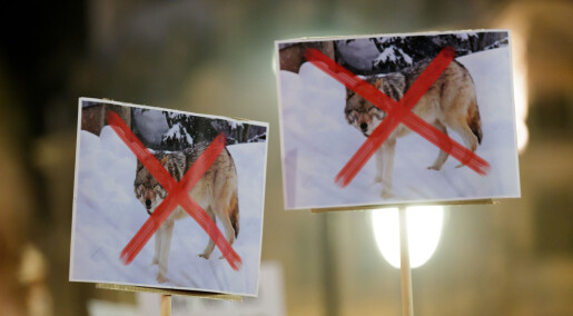 Political controversy over how Norway decides to shoot wolves
