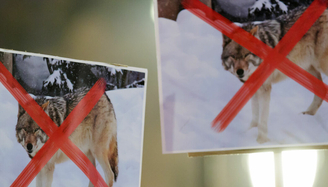 Political controversy over how Norway decides to shoot wolves