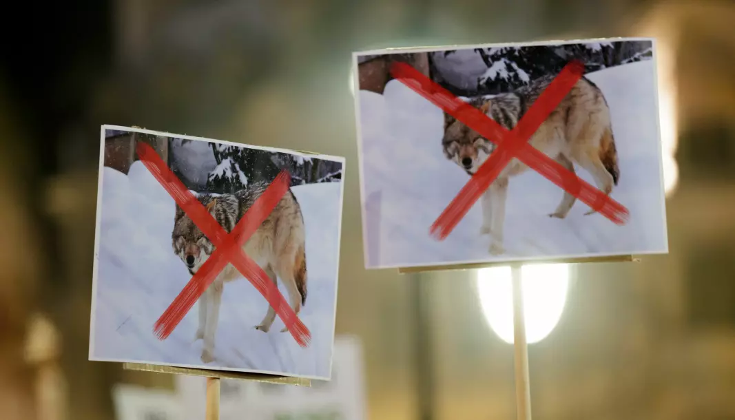 The People's Action for a new Predator Policy was established in the year 2000 and has as one of its goals to work against policies that protect flocks of wolves in Norway. The picture is from a demonstration organised last year, in 2019, in Oslo in collaboration with Naturbruksalliansen, an alliance of organisations and districs that are working to ensure that the target population of wolves is also the maximum population of wolves in Norway.