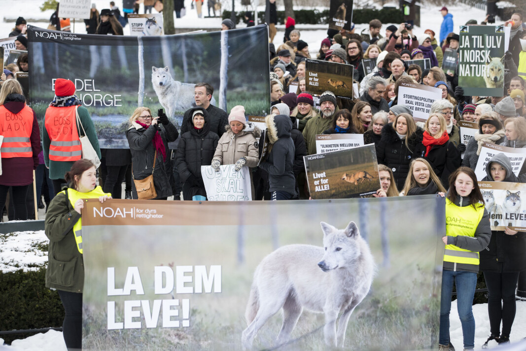 A demonstration in Oslo in 2018 against the killing of wolves, organised by the animal rights organisation NOAH. The poster states "Let them live!". Another poster in the background says "Yes to wolves in Norwegian nature". A demonstration in Oslo in 2018 against the killing of wolves, organised by the animal rights organisation NOAH. The poster states "Let them live!". Another poster in the background says "Yes to wolves in Norwegian nature".