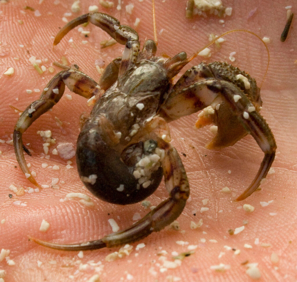 A hermit crab without a shell. The back of the body is soft and vulnerable. A hermit crab without a shell. The back of the body is soft and vulnerable.