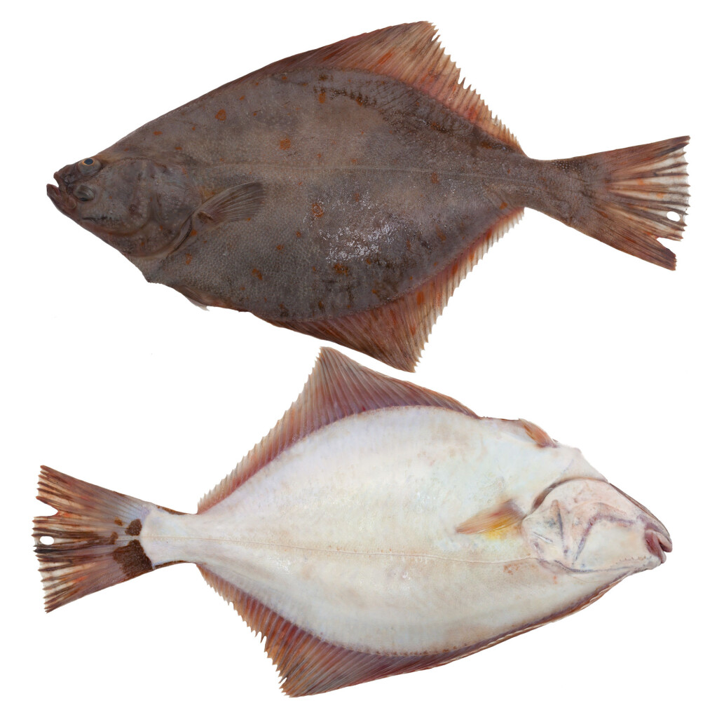 The European flounder lies on the sea bottom with one side down and the other up. The side facing down turns white, while the eye from this side moves up over to the other side of the body. The European flounder lies on the sea bottom with one side down and the other up. The side facing down turns white, while the eye from this side moves up over to the other side of the body.