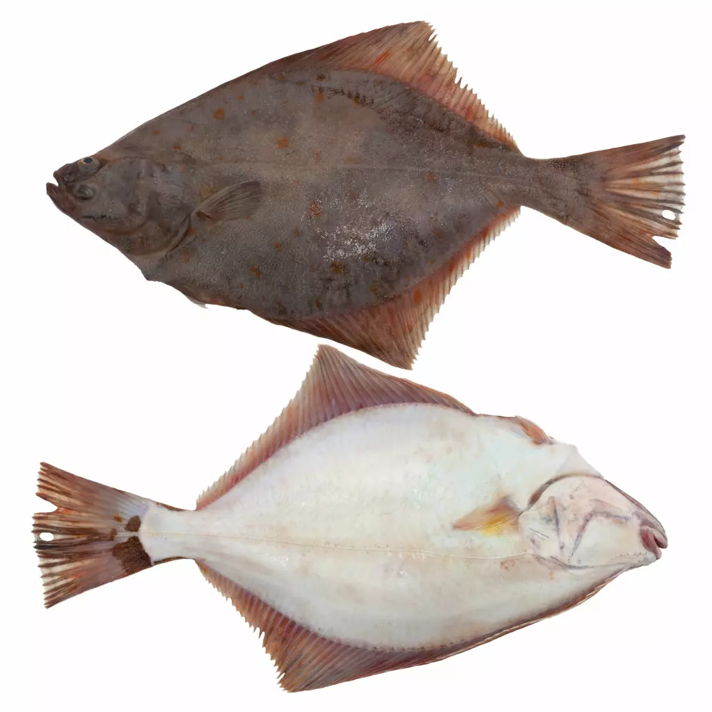 The European flounder lies on the sea bottom with one side down and the other up. The side facing down turns white, while the eye from this side moves up over to the other side of the body.