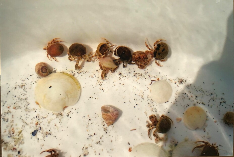 It's not hard to find hermit crabs on the Myken shoreline. Dyveke Skauge is happy to take her own children to the place where she once found a poor naked hermit crab. Here they have gathered a nice collection in a bucket.