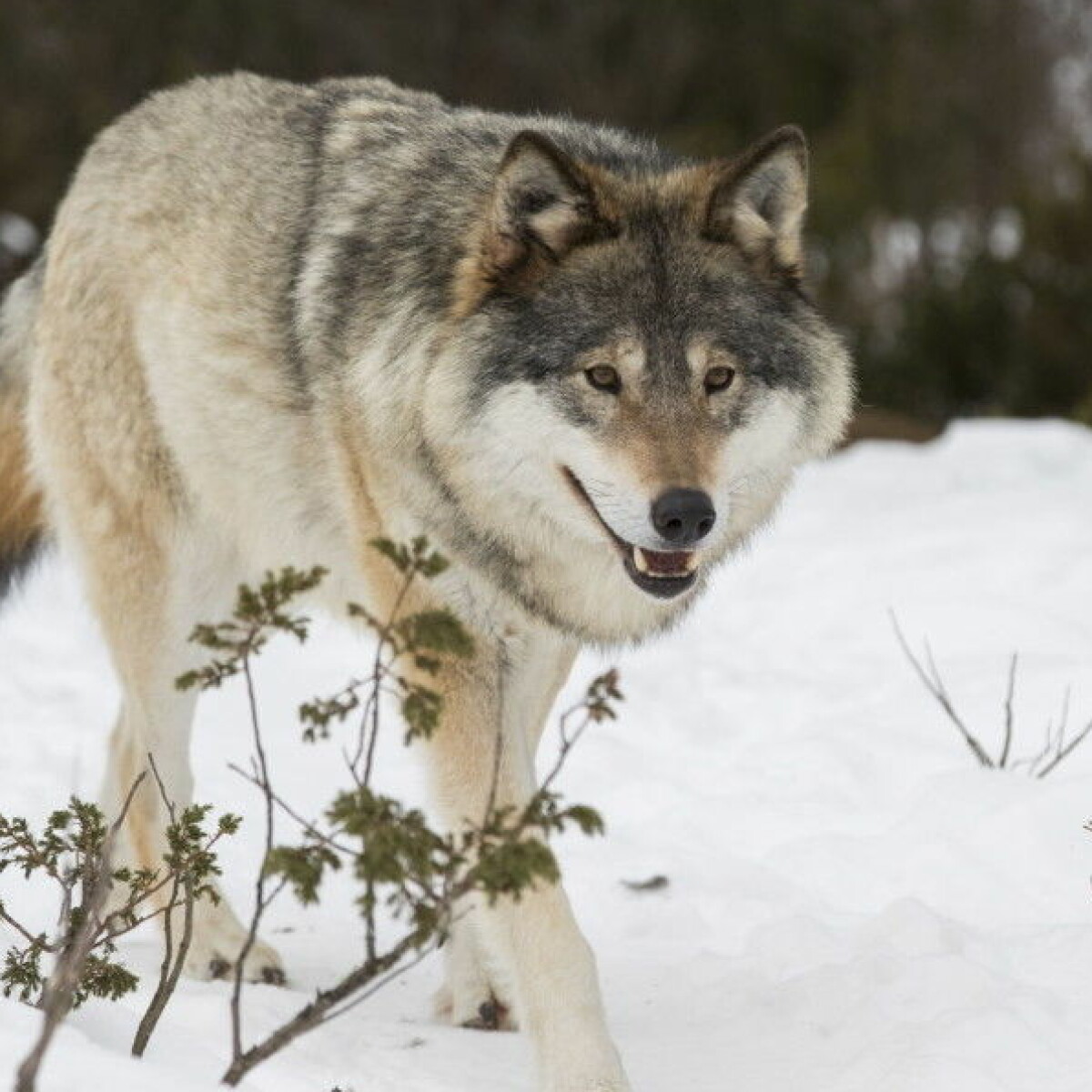 What kind of person supports illegal hunting of Norway's wolves?