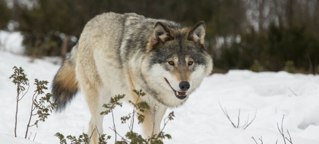 What kind of person supports illegal hunting of Norway’s wolves?