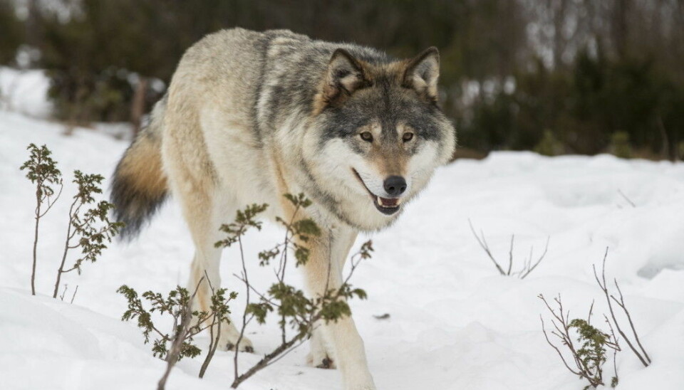 Norway’s wolf population is highly controversial, with strong opinions regarding how many wolves should be allowed to live in the country.