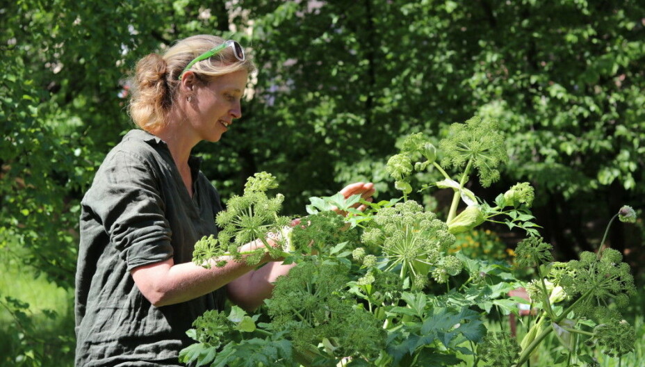 Anneleen Kool is working on a project called 'humans and plants.' Researchers are exploring how plants have been used all the way back to the Viking Age. Here she points out a plant that people ate in Viking times, called Norwegian (or garden) angelica.