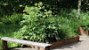 안젤리카,승리 양파,모래 부추와 마늘 오슬로의 식물원에서 바이킹 정원에서.