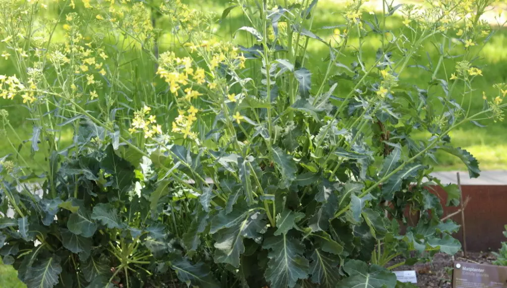 Different types of sea kale (<i>Crambe maritima</i>) are the mother plants of later species of cabbage, broccoli and cauliflower. Sea kale grows wild along beaches. Here is an example in the Viking garden.
