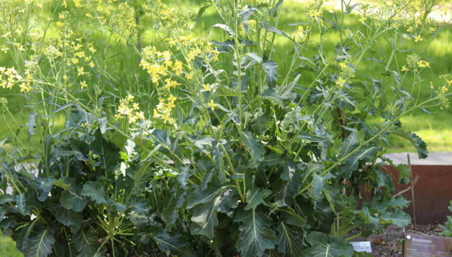 Different types of sea kale (Crambe maritima) are the mother plants of later species of cabbage, broccoli and cauliflower. Sea kale grows wild along beaches. Here is an example in the Viking garden.