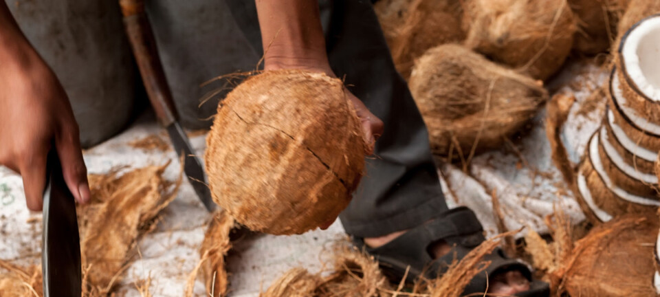 Coconut oil threatens more species than palm oil