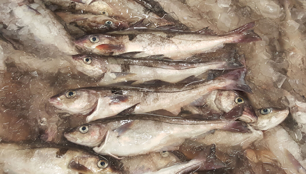 Haddock kept in ice slurry, ready for filleting. Haddock kept in ice slurry, ready for filleting.
