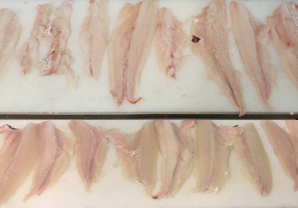 Fillets from traditional vs live kept haddock