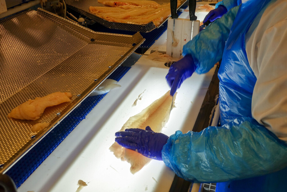 The filleter's 'office': Making sure the fillet is as good as it can be, trimming off as little as possible.