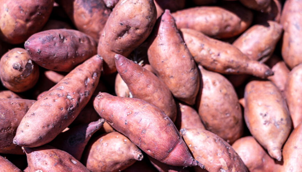 The Polynesian word for sweet potato is kumala, while in Ecuador in South America some call it cumal. The Polynesian word for sweet potato is kumala, while in Ecuador in South America some call it cumal.