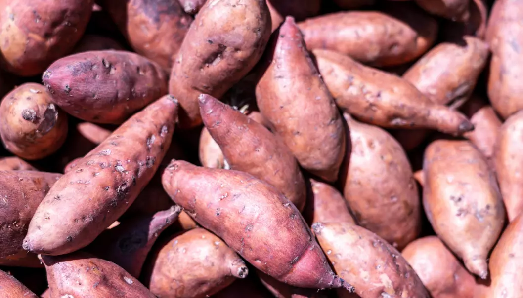 The Polynesian word for sweet potato is kumala, while in Ecuador in South America some call it cumal.