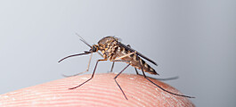 Your blood is a power meal for mosquitoes