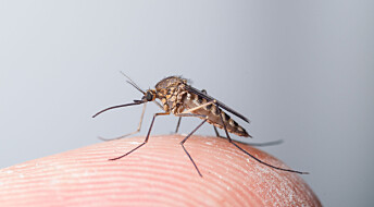 Your blood is a power meal for mosquitoes