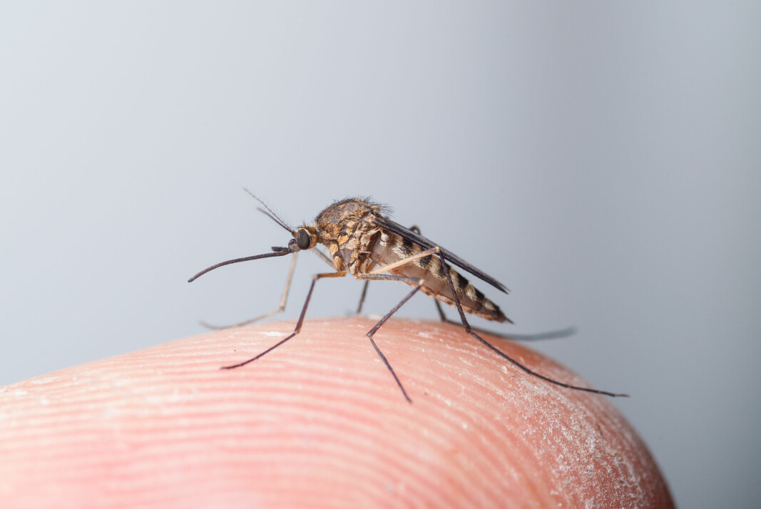 The mosquito is an annoyance for many people throughout the summer, but the little bloodsucker plays a beneficial role in nature. And in fact, it's basically vegan.