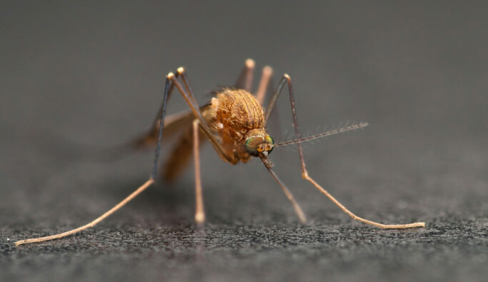 The bird mosquito is not interested in human blood — but can still come buzzing over and check you out when it detects CO2. The bird mosquito is not interested in human blood — but can still come buzzing over and check you out when it detects CO2.