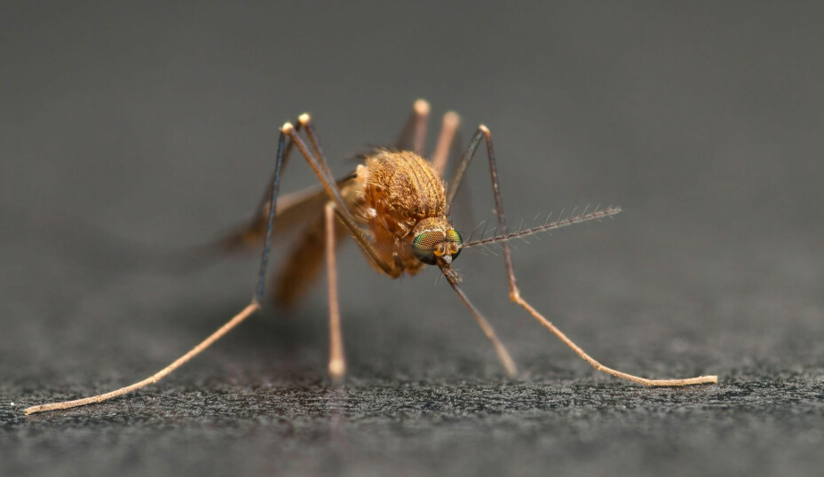 The bird mosquito is not interested in human blood — but can still come buzzing over and check you out when it detects CO2.