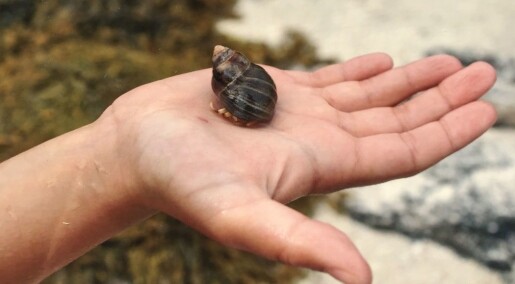 The hunt for a shell with a left-hand twist The hunt for a shell with a left-hand twist