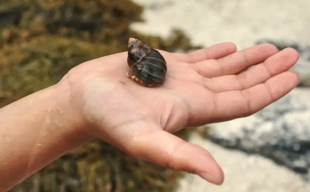 As the hermit crab grows, it must move into to ever-larger sea shells. But what if none of the new shells fit?