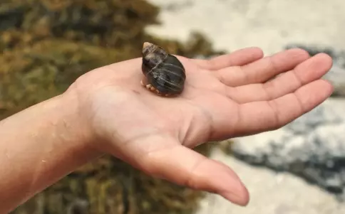 The hunt for a shell with a left-hand twist