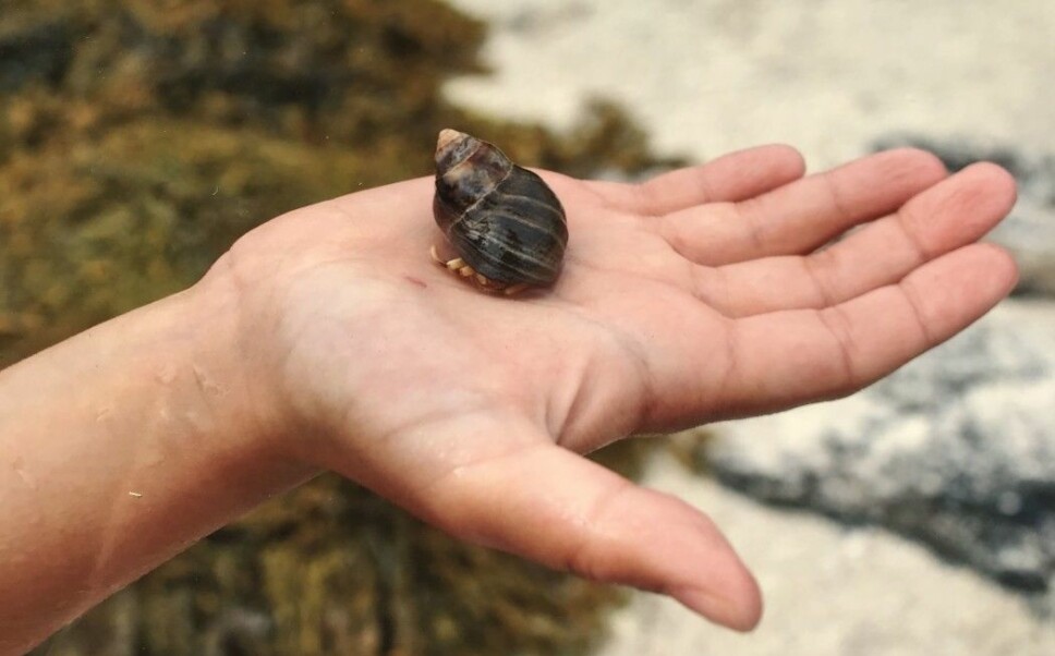 As the hermit crab grows, it must move into to ever-larger sea shells. But what if none of the new shells fit?