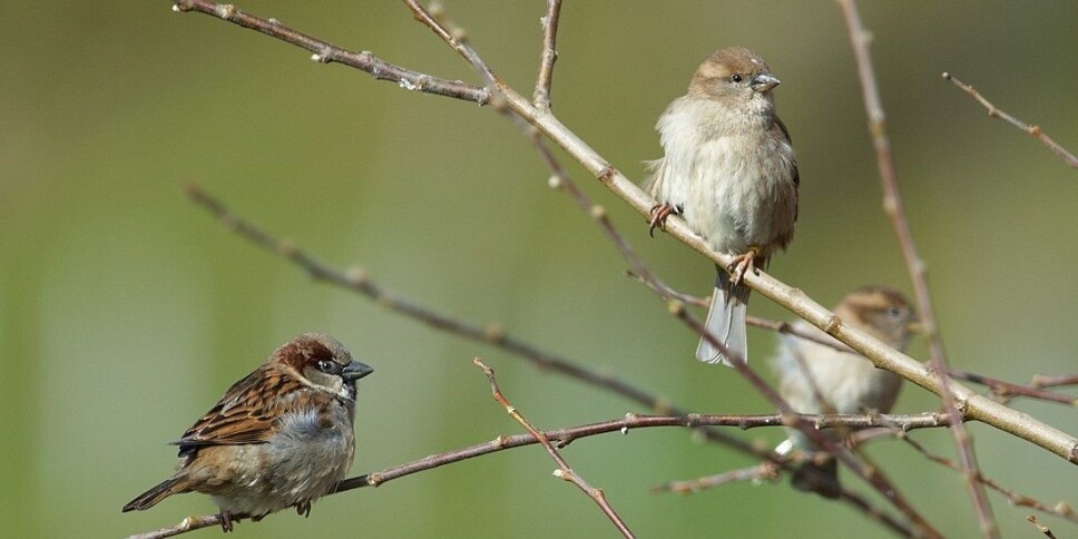 Both birds and other animals are often isolated in smaller groups from other animals of the same species. These small groups of animals are more susceptible to inbreeding, which then affects their chances of survival negatively.