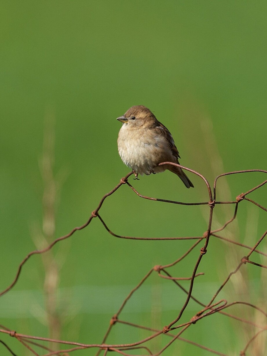 The more inbred the birds are, the shorter lives they live. It also decreases offspring.