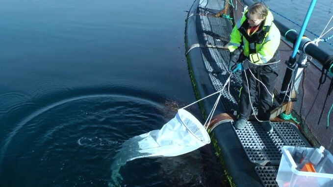 Here, Lone Jevne takes water samples outside a salmon cage to count lice that have not yet attached to salmon. Here, Lone Jevne takes water samples outside a salmon cage to count lice that have not yet attached to salmon.