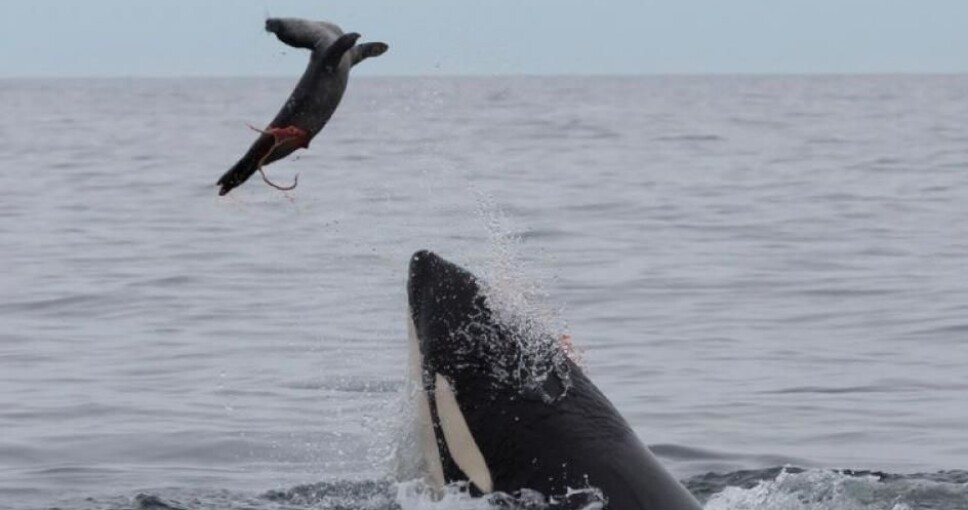 Some killer whales along the Norwegian coast eat seals, and these seal-eating whales are really polluted.