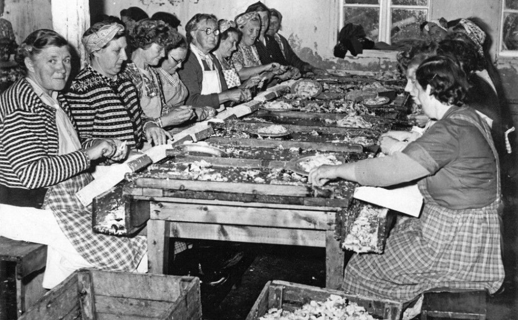 The canneries along the Trøndelag coast allowed many coastal women to have income-generating work. The canneries along the Trøndelag coast allowed many coastal women to have income-generating work.